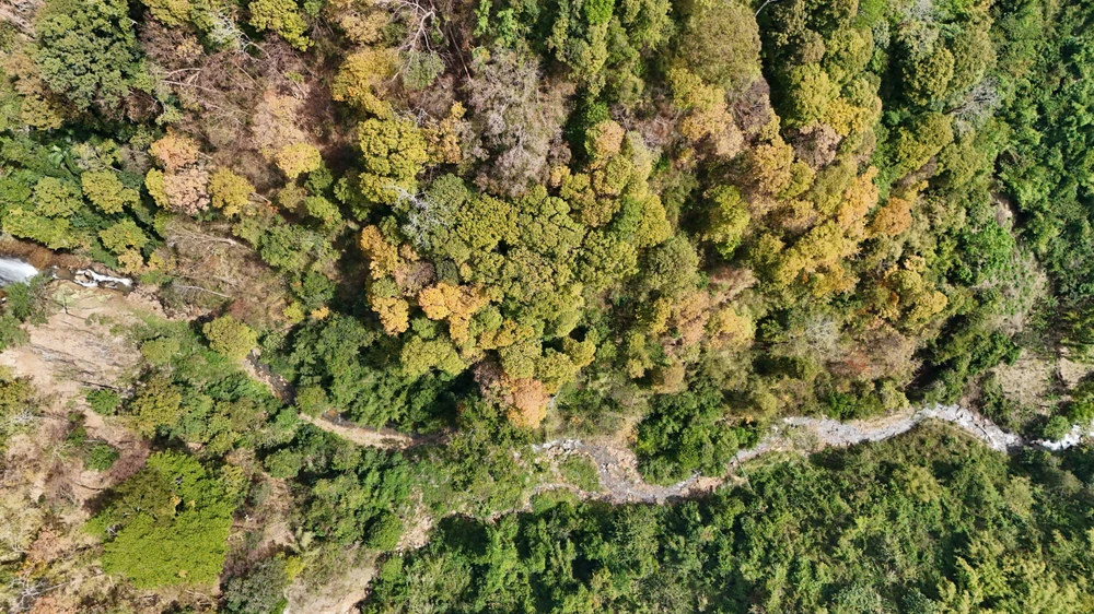 khoanh-khac-ruc-ro-rung-tu-nhien-mang-den-vao-mua-thay-la- (7).jpg