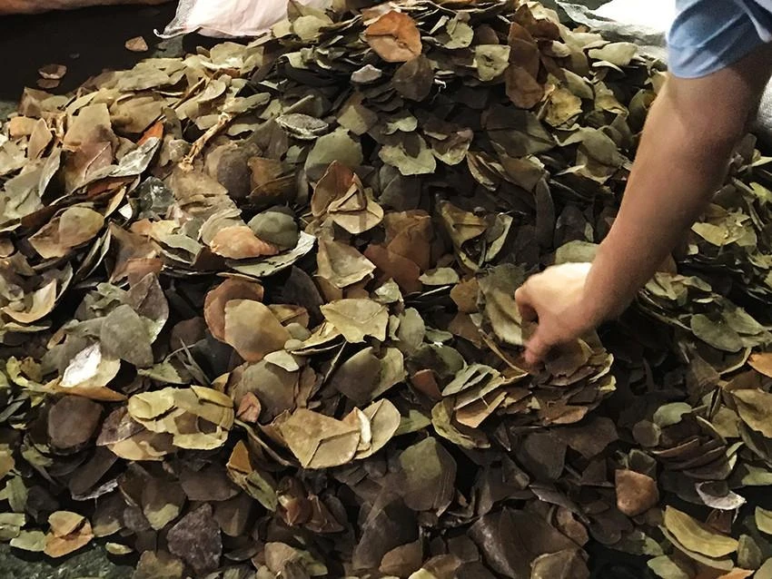 Tê tê thuộc danh mục loài nguy cấp quý, hiếm được ưu tiên bảo vệ. Ảnh: H. Tâm Tê tê thuộc danh mục loài nguy cấp quý, hiếm được ưu tiên bảo vệ. Ảnh: H. Tâm