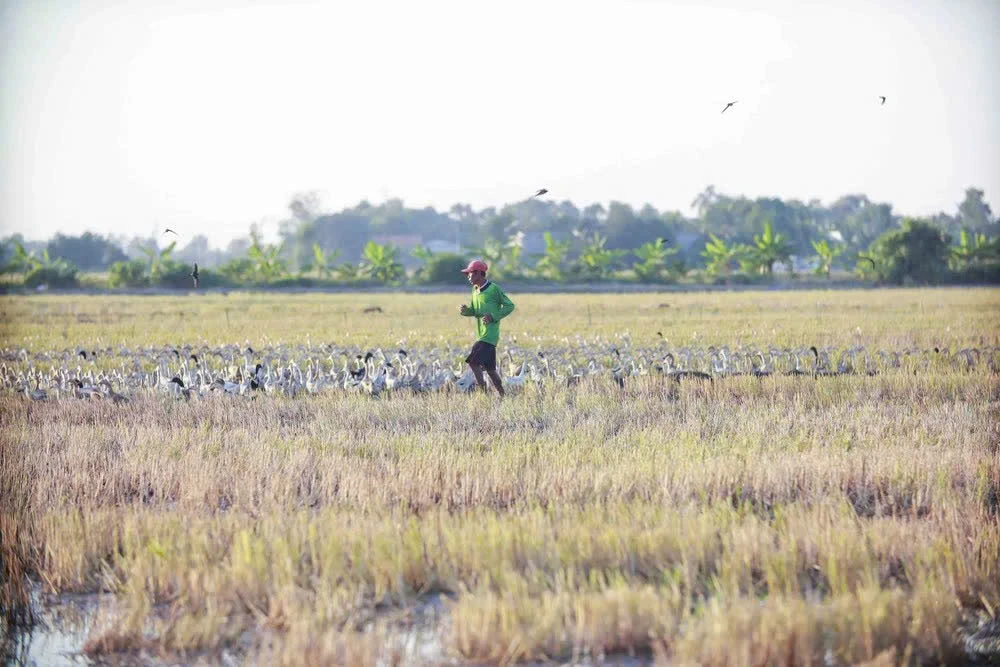 Đàn vịt đi qua ruộng