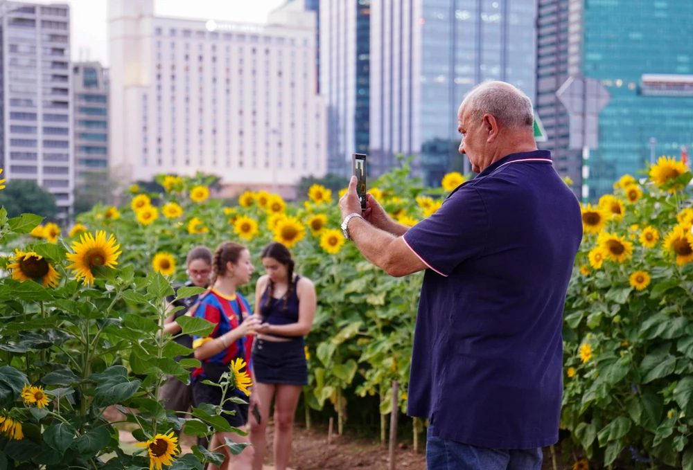 Du khách nước ngoài tham quan, chụp ảnh tại vườn hoa hướng dương, Công viên bờ sông Sài Gòn. Ảnh: QUỲNH DIỆP