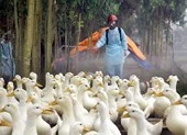 Phát hiện 1 ổ dịch cúm A/H5N1 tại Đắk Lắk