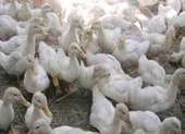 Tuồn 600 con vịt 'dính' cúm gia cầm vào TP.HCM tiêu thụ