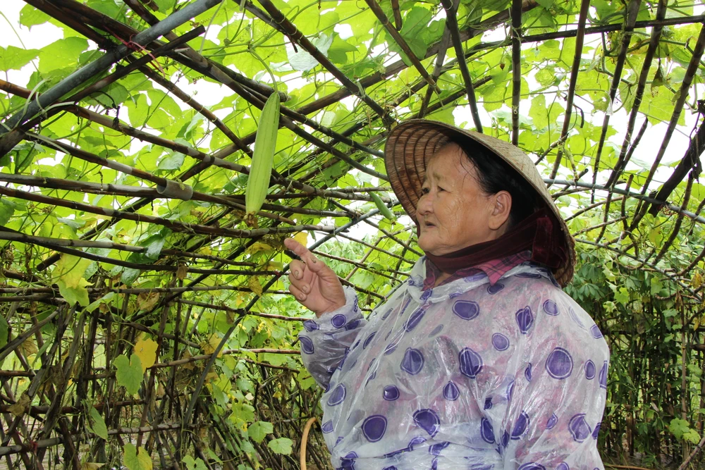 da nang mot rau muop.JPG