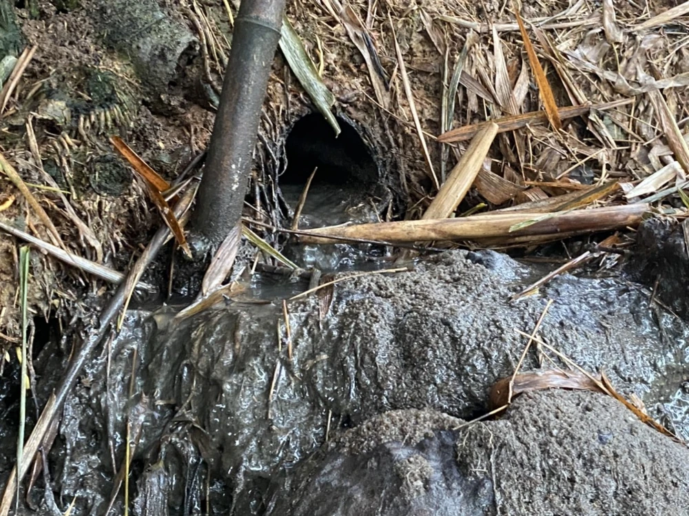 trại heo gây ô nhiễm