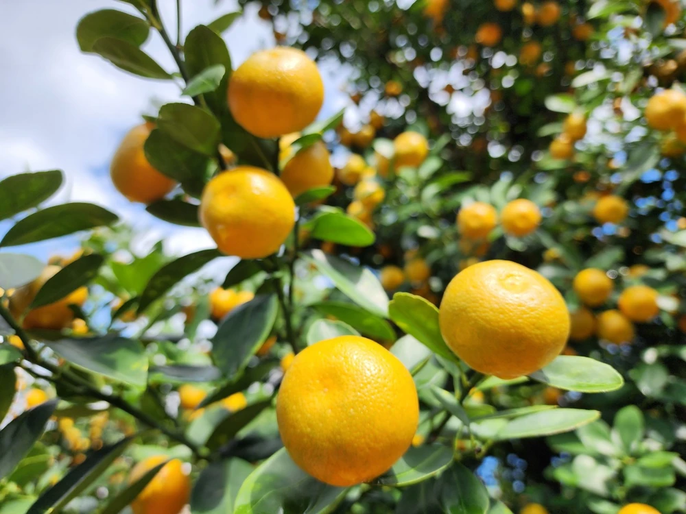 vườn quất hội an