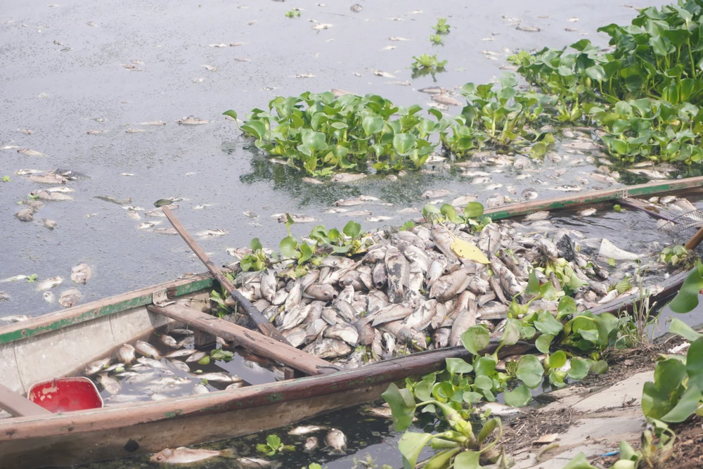 cá chết hàng loạt sau mưa lớn
