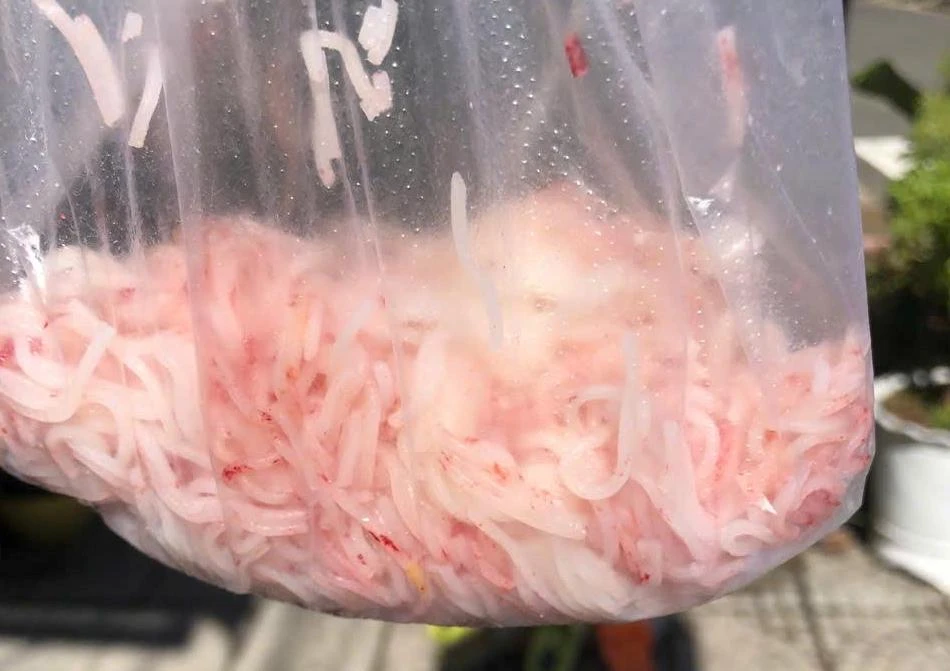 bún đổi màu đỏ