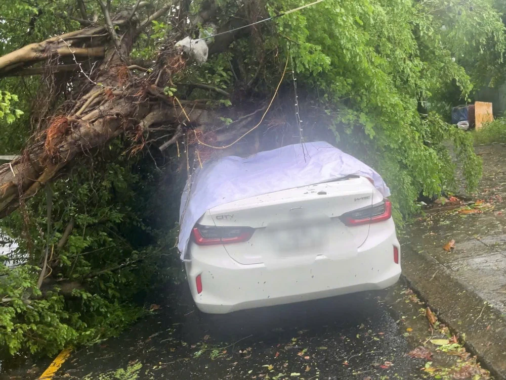 cây xanh ngã đổ