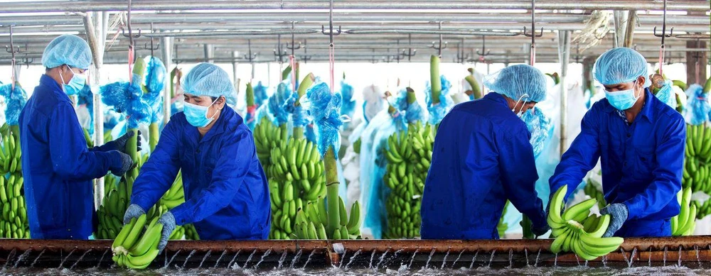 Bầu Đức hiện có 5.000 ha chuối và sẽ mở rộng diện tích lên 7.000 ha.