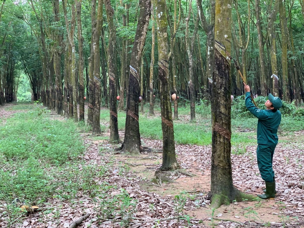 'đại gia vàng trắng'