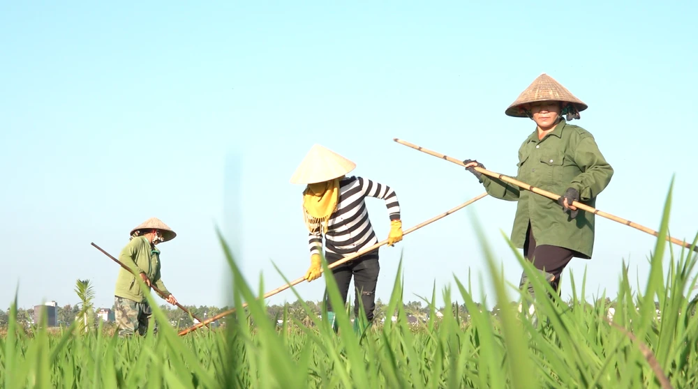 cánh đồng lúa.png