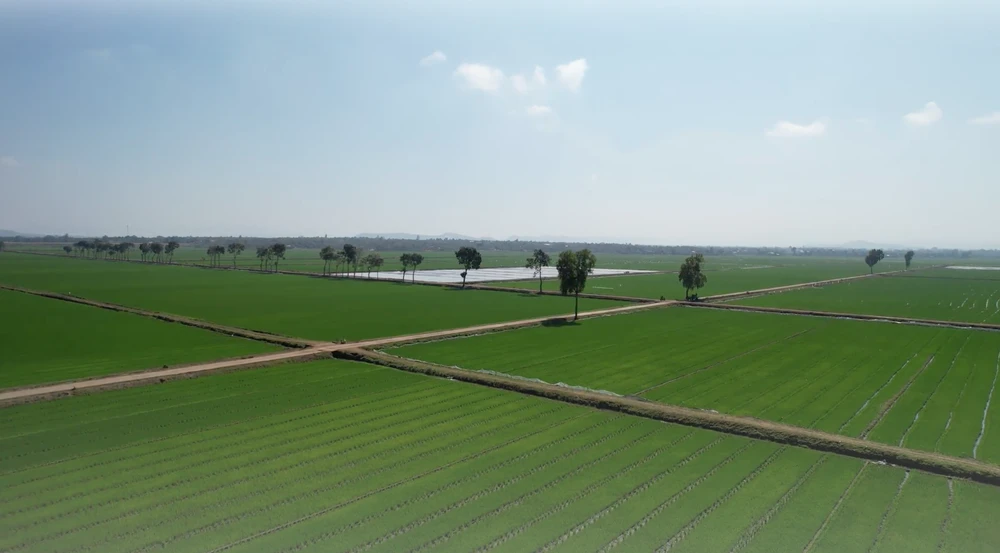 lúa nước cánh đồng.png