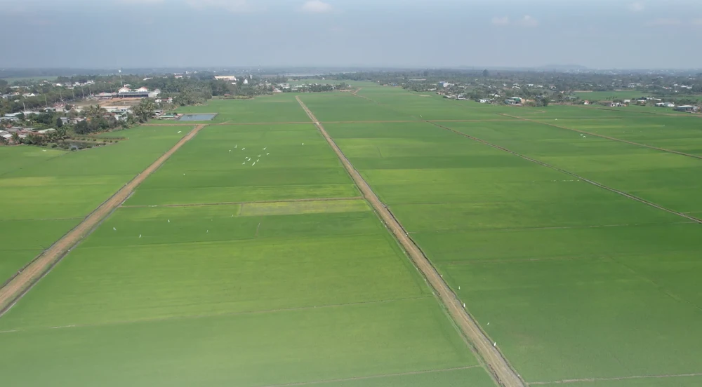 lúa nước, cây trồng chủ lực.png