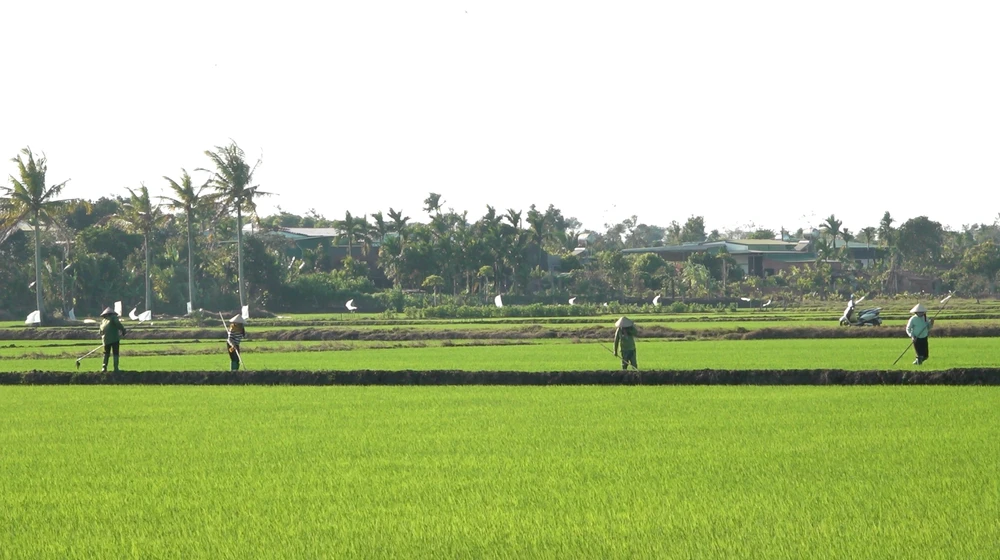 lúa nước đắk lắk.png