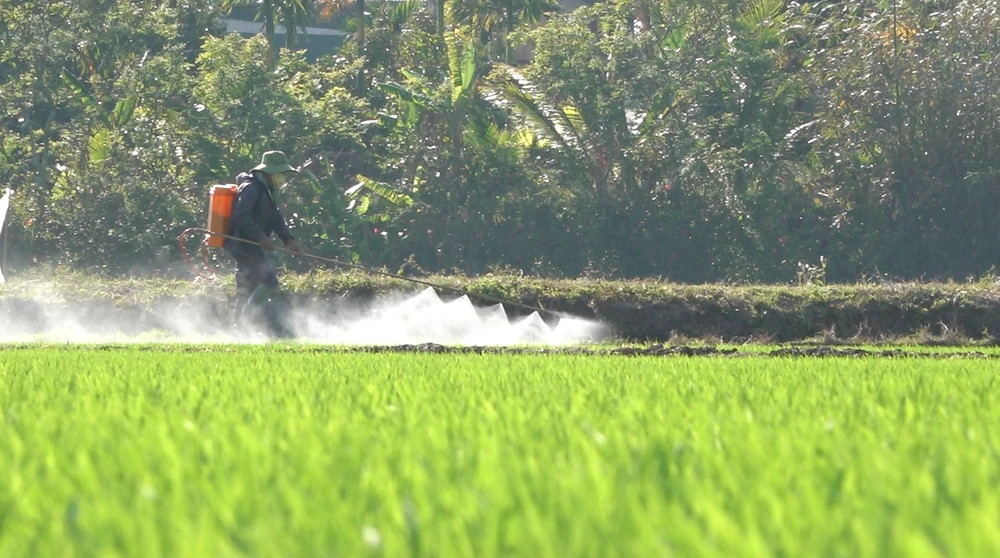 phun thuốc lúa nước.png