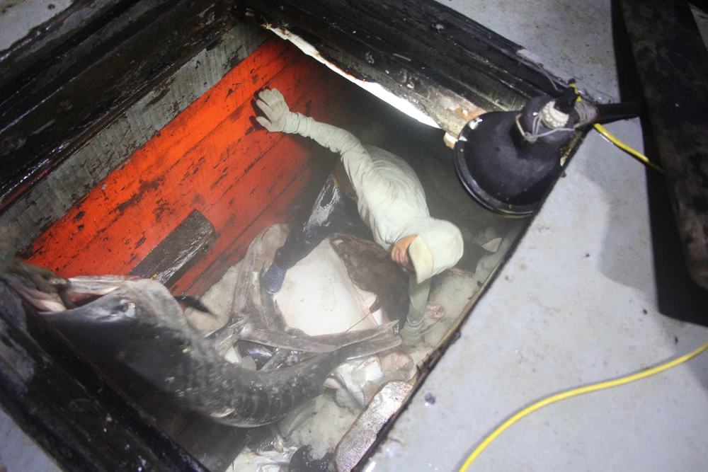 Những con cá khủng được ngư dân đánh bắt, lưu trữ trong kho lạnh. Ảnh: NGÔ QUANG