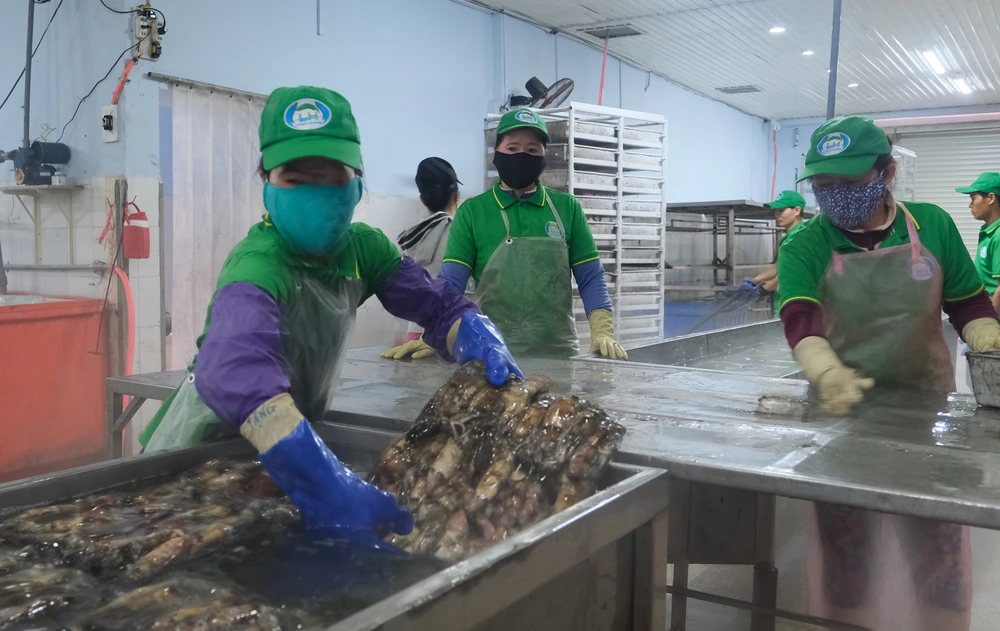 Công nhân kho chế biến của Công ty TNHH MTV Chế biến thủy sản Đông Hải đang sơ chế nguyên liệu. Ảnh: QUỐC VŨ