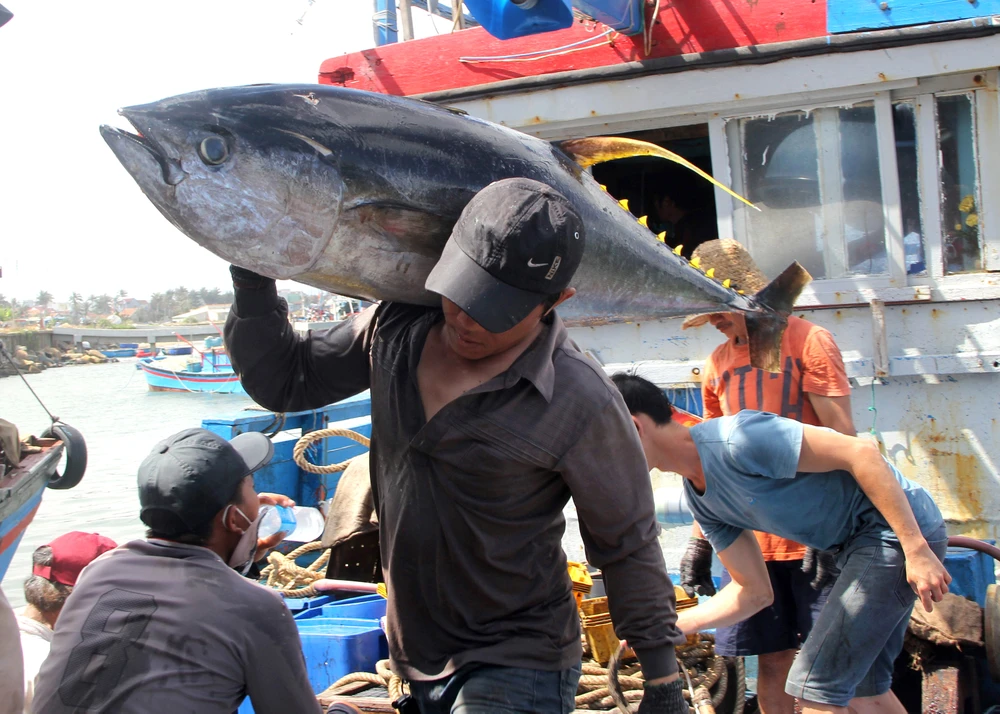 Phải tích cực gỡ cho được thẻ vàng IUU trong thời gian sớm nhất, tìm đầu ra cho cá ngừ đại dương, tiến tới xuất khẩu loại cá này sang các nước châu Âu. Ảnh: HUỲNH HẢI