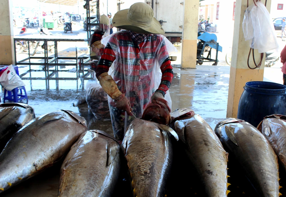 Cá ngừ đại dương được sơ chế khi được đưa vào bờ. Ảnh: HUỲNH HẢI