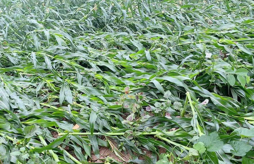 Giông lốc ở nhiều tỉnh phía Bắc, hàng trăm nhà tốc mái, lúa, ngô gãy đổ