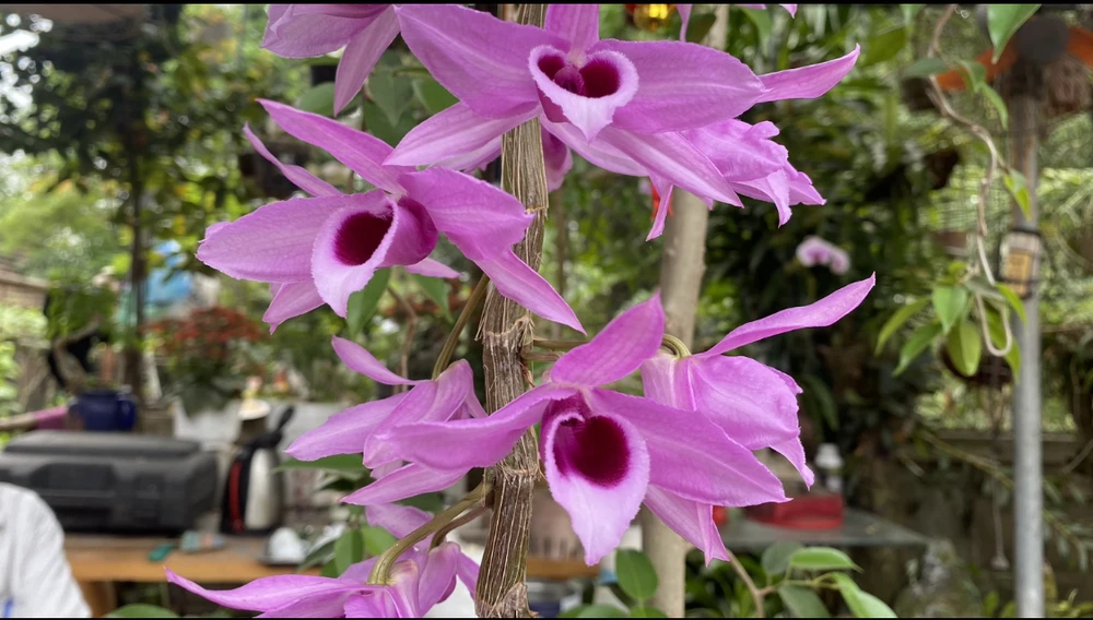 Lừa bán lan đột biến để chiếm đoạt hàng trăm triệu đồng