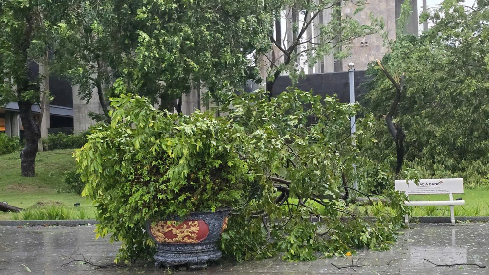 cay-xanh-nga-do-bao-so-3.jpg