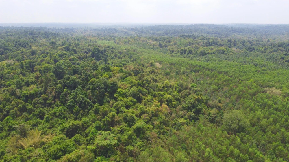 Một góc rừng của Khu bảo tồn Thiên nhiên - Văn hoá Đồng Nai. Ảnh VŨ HỘI