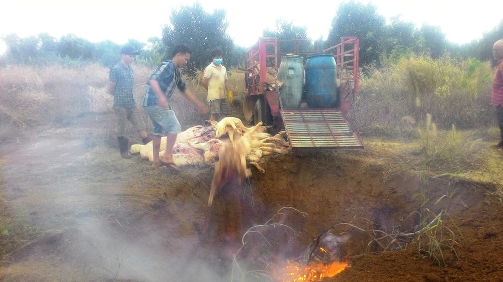 Bắt quả tang lò mổ heo chết, heo bệnh số lượng lớn ảnh 2