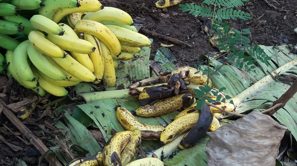 Giải cứu 10 tấn chuối của nông dân Đồng Nai ảnh 1 Giải cứu 10 tấn chuối của nông dân Đồng Nai ảnh 1