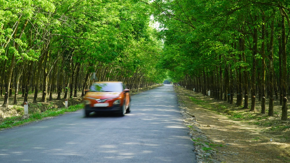 Rừng cao su (10).jpg