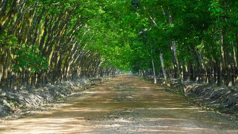 Rừng cao su (12).jpg