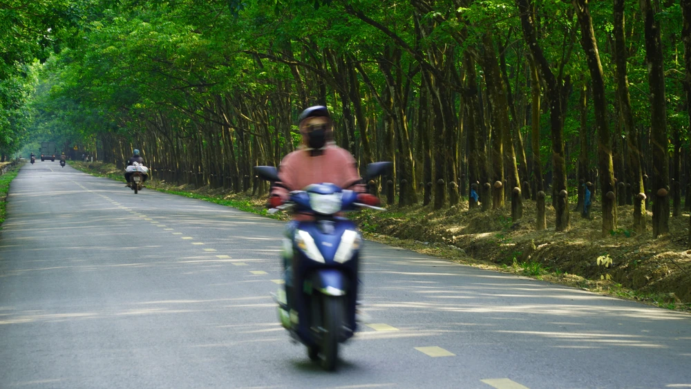 Rừng cao su (15).jpg