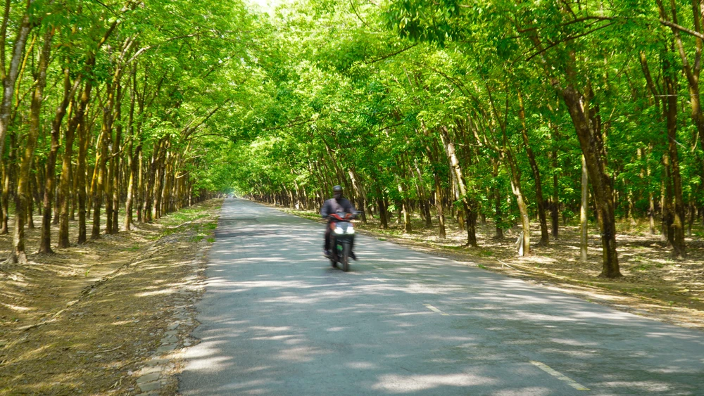 Rừng cao su (19).jpg