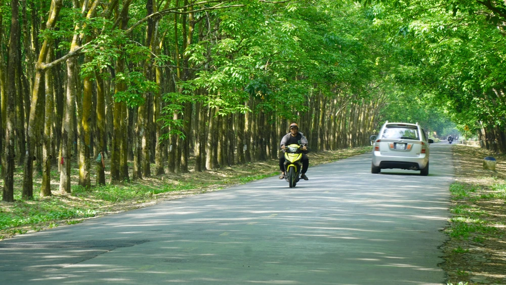 Rừng cao su (2).jpg