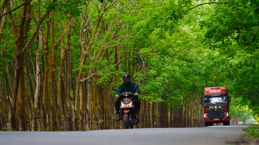 Rừng cao su (24).jpg