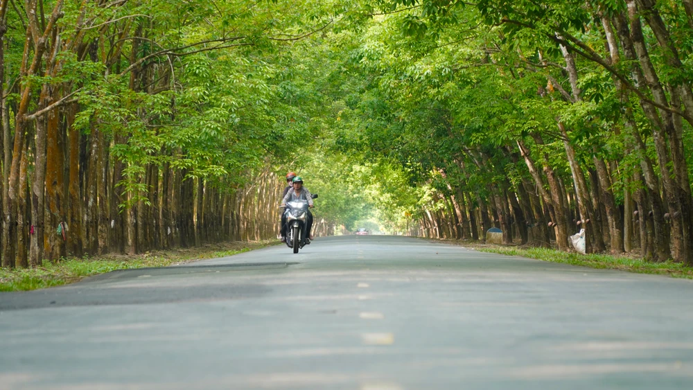 Rừng cao su (29).jpg