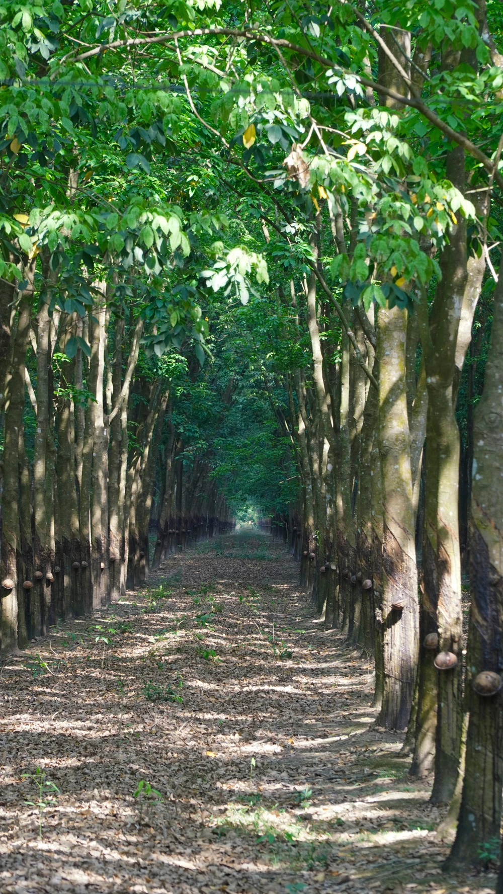 Rừng cao su (5).jpg