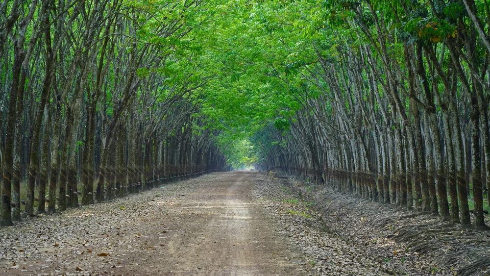 Rừng cao su (8).jpg