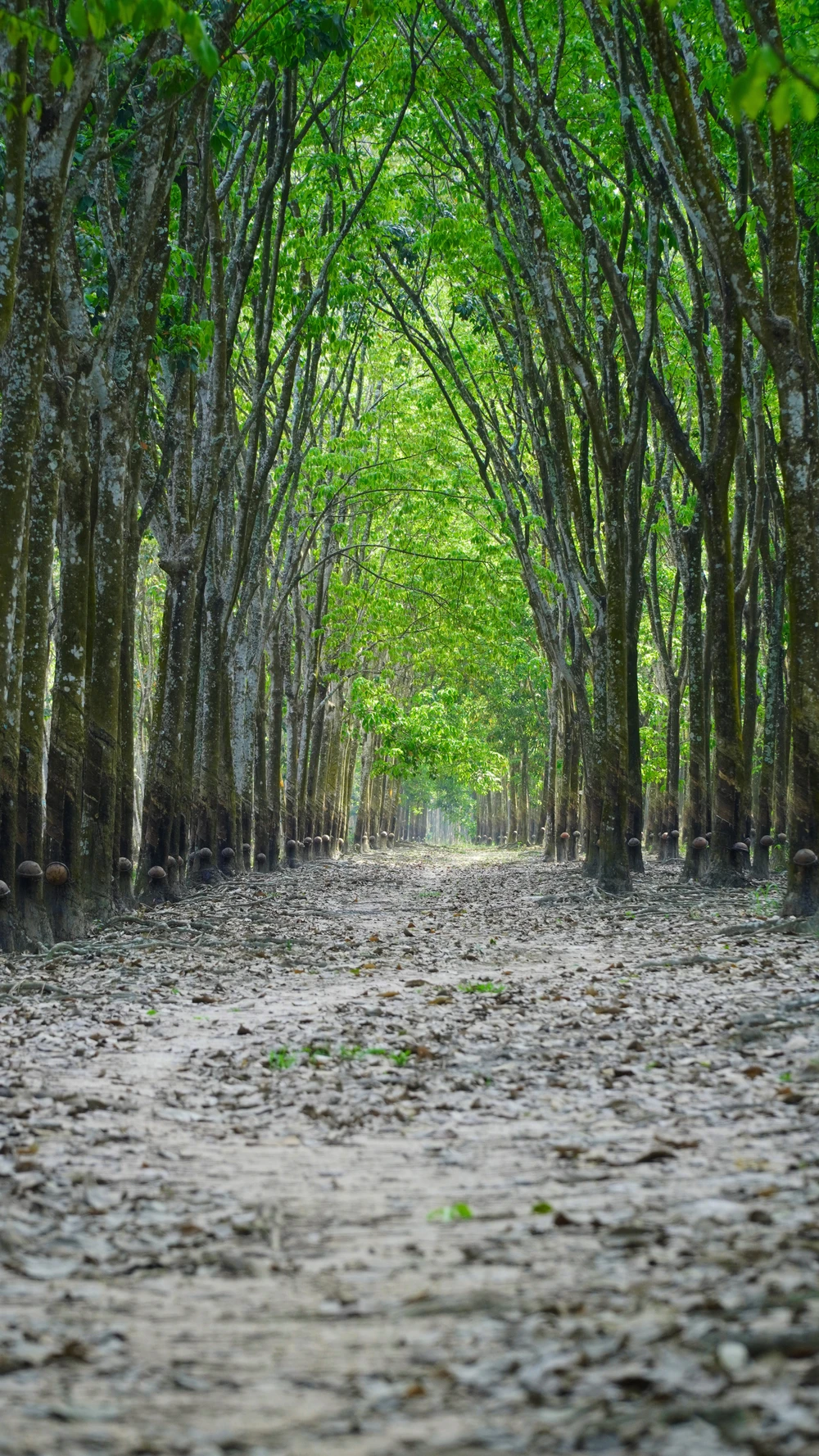 Rừng cao su (9).jpg