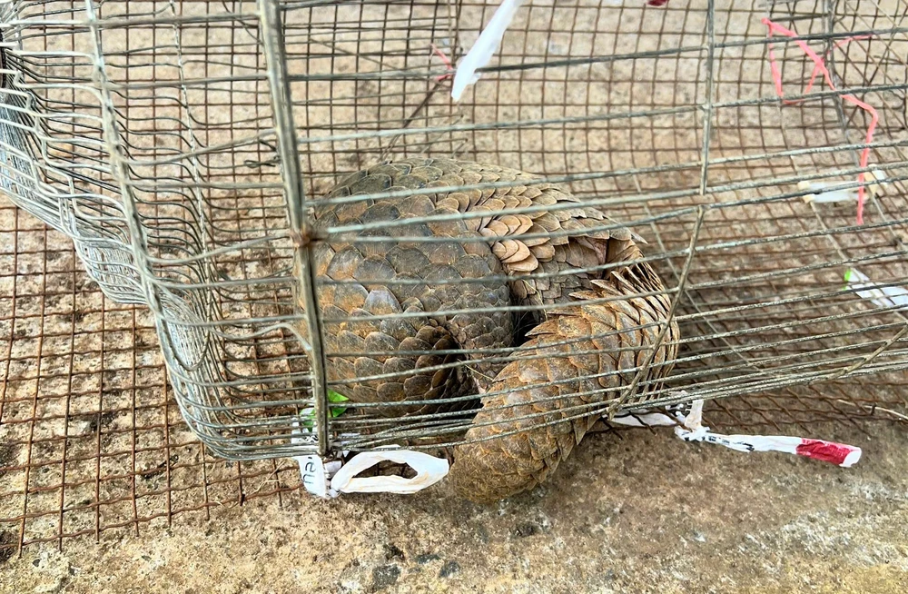 Tê tê quý hiếm-1.jpg