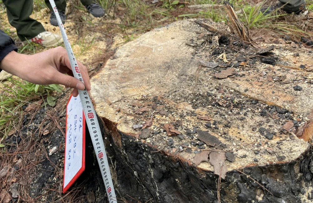 rừng phòng hộ (1).png