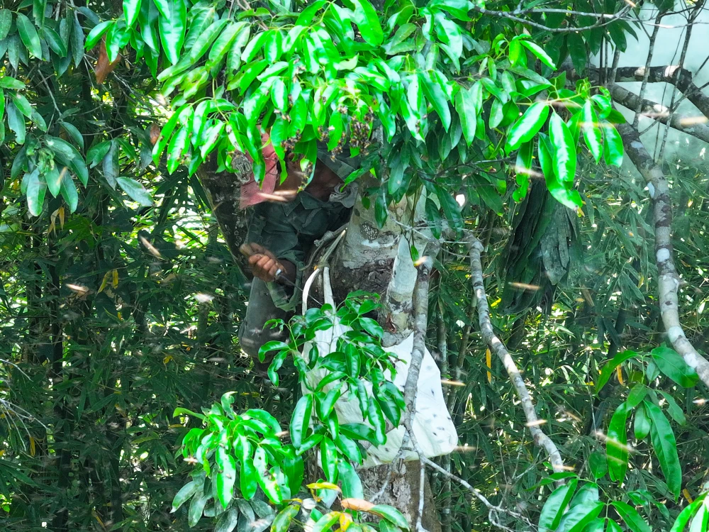 bắt ong khoái (1).jpg