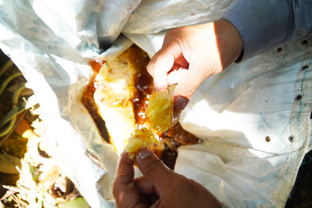 bắt ong khoái (9).jpg