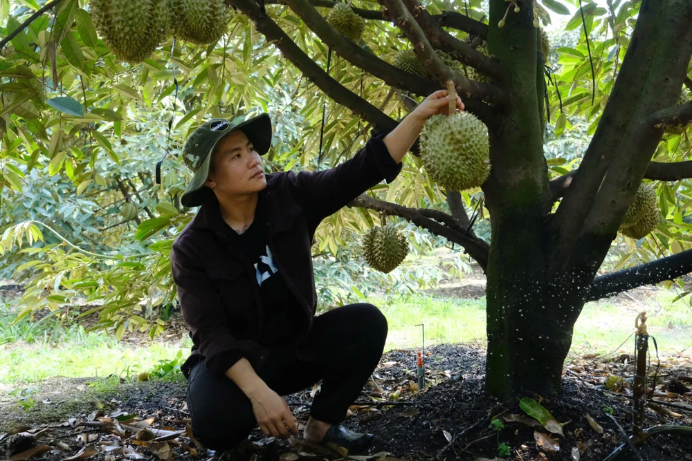 Sầu riêng Lâm Đồng (1).jpg