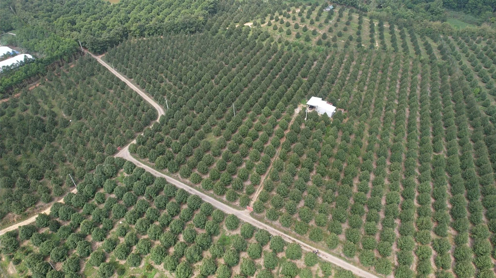 Sầu riêng Lâm Đồng (11).jpg