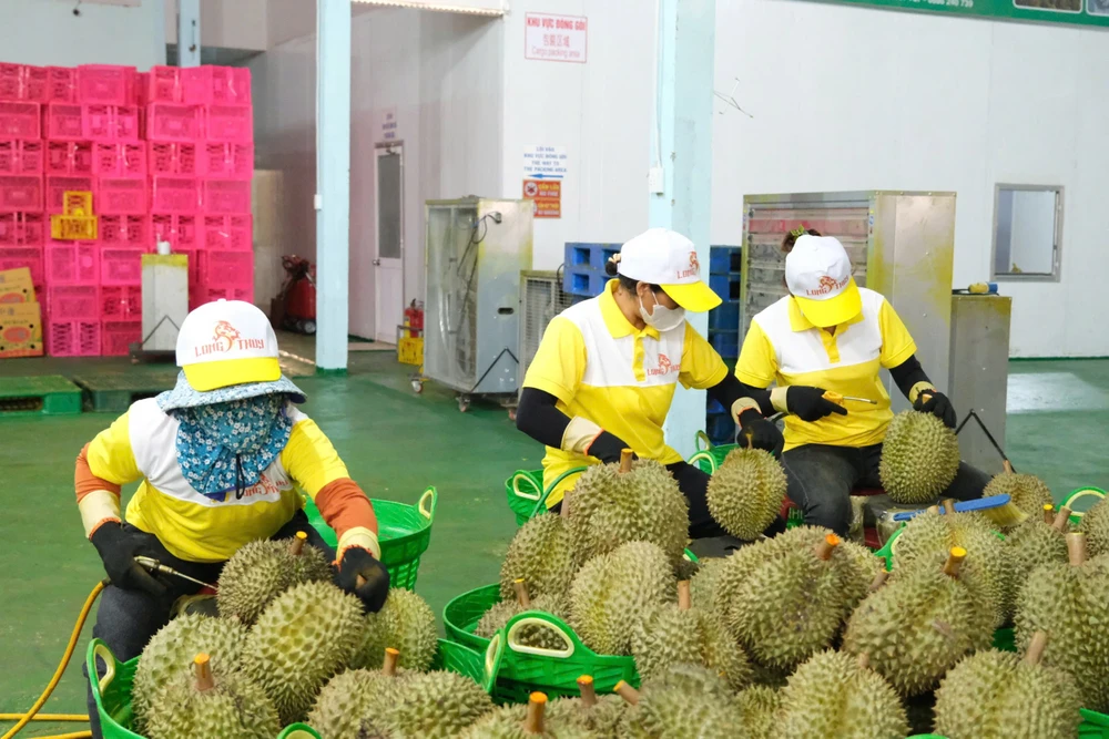 Sầu riêng Lâm Đồng (4).jpg