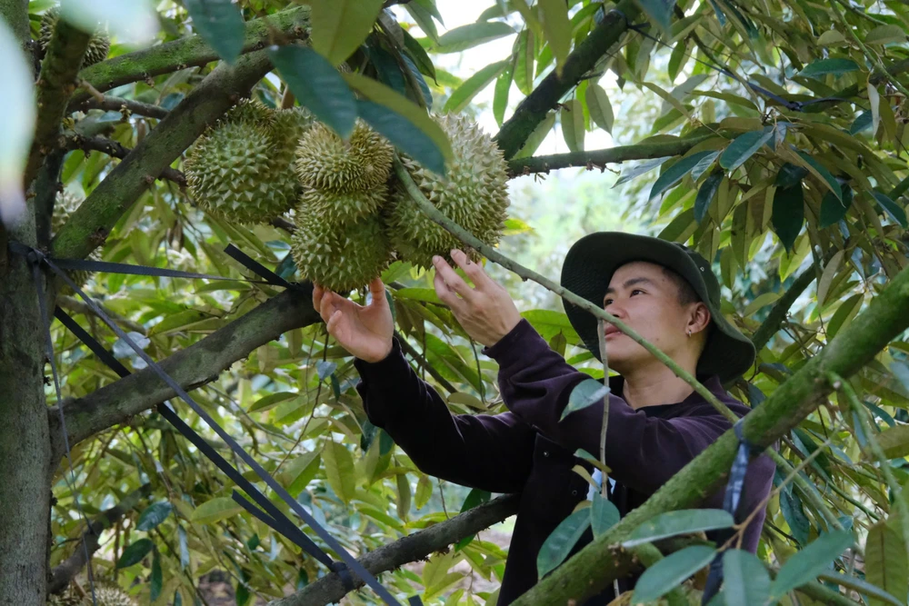 Sầu riêng Lâm Đồng (8).jpg