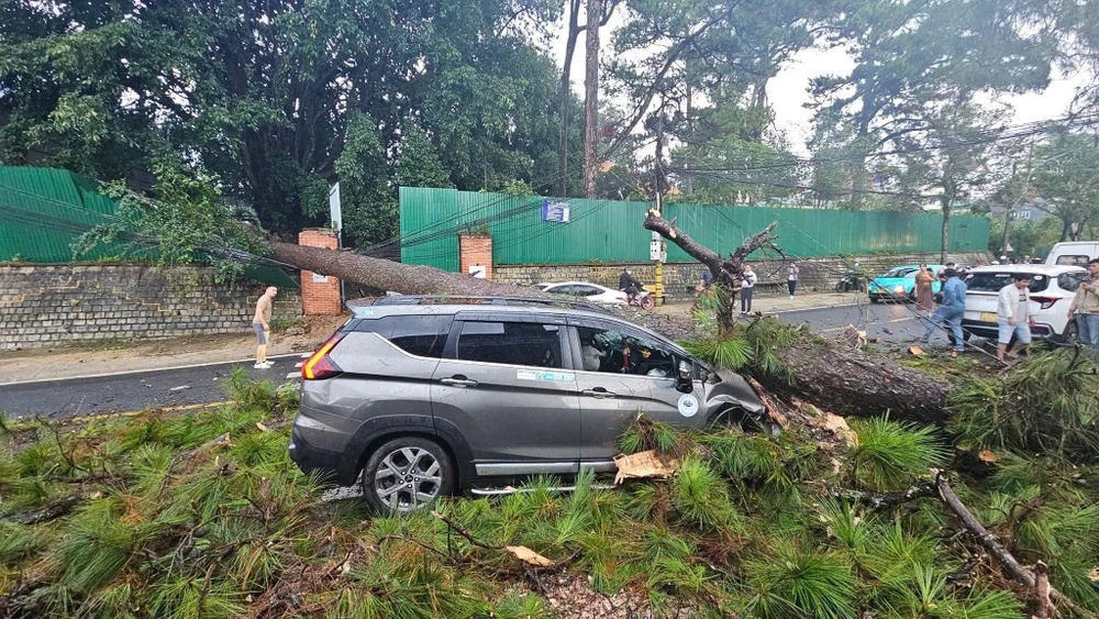 cây thông cổ thụ-2.jpg