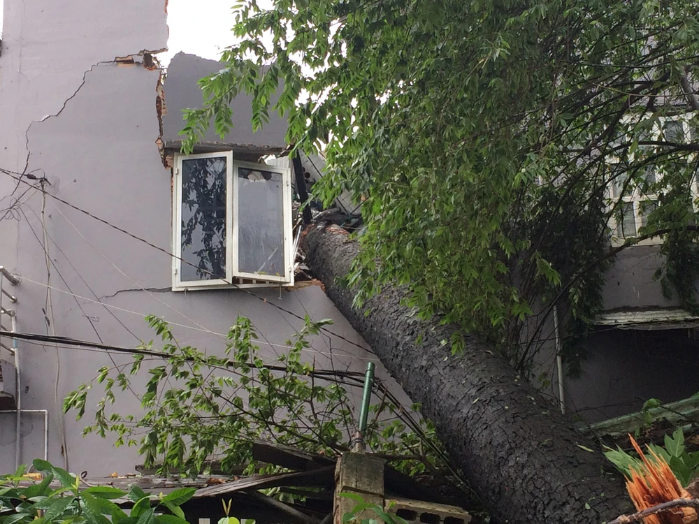 Ảnh hưởng bão, hàng loạt cây xanh ở TP.HCM bật gốc ảnh 2