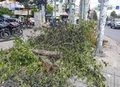 Dân bất ngờ vì nhiều cây xanh còn khỏe bỗng dưng bị đốn hạ